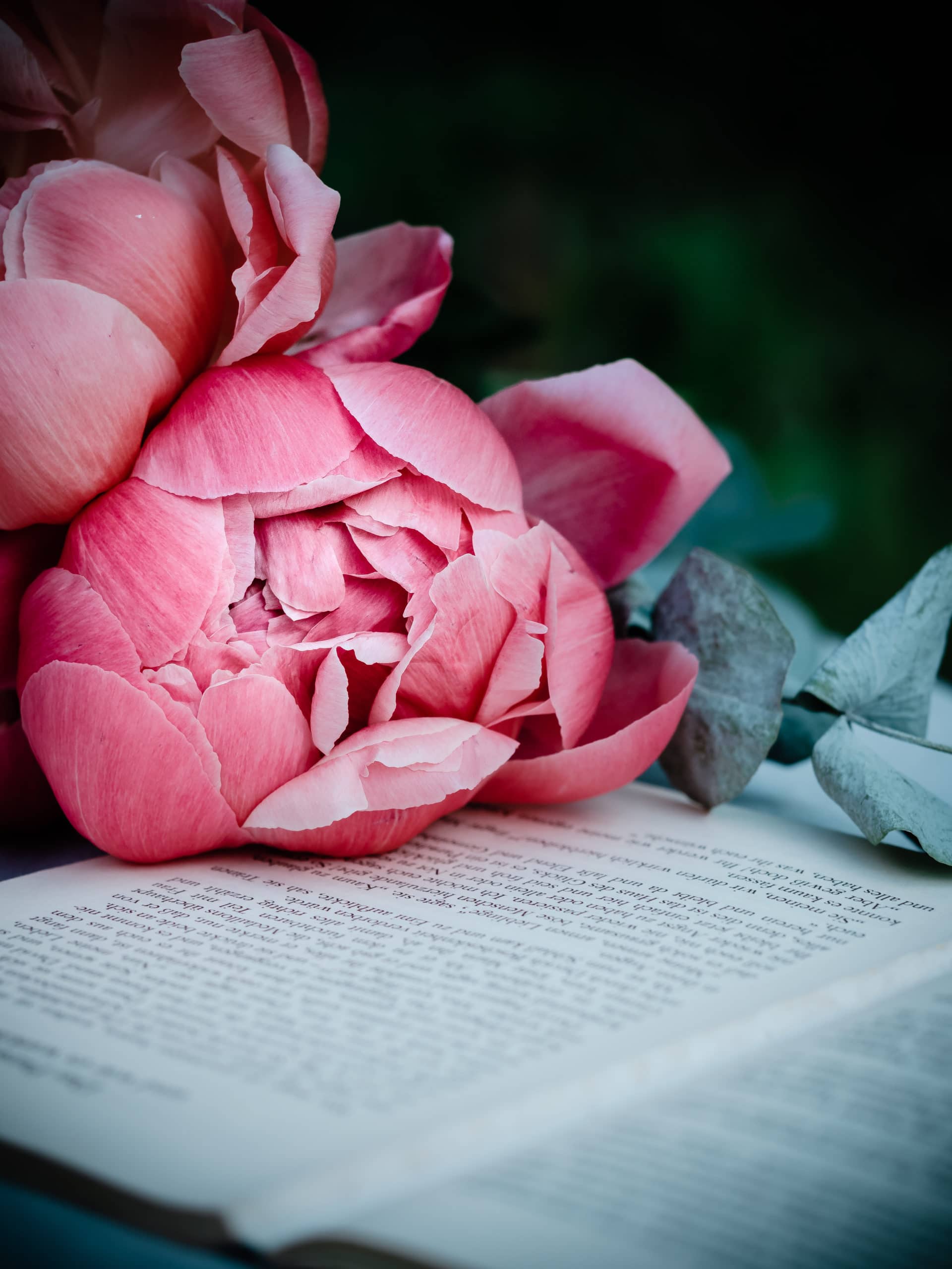 Stephanie Morfis Still Life & Flowers