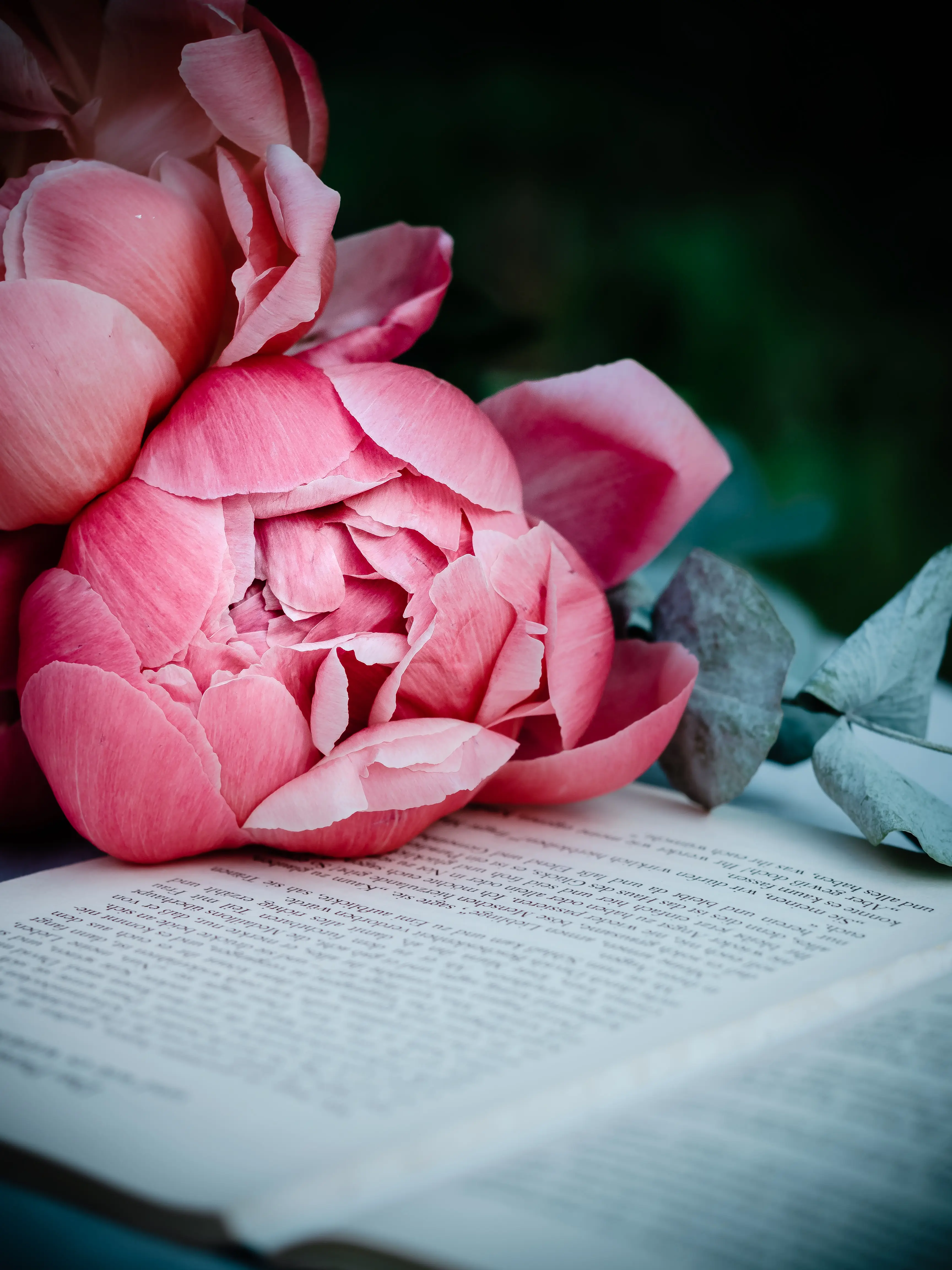 Stephanie Morfis Still Life & Flowers