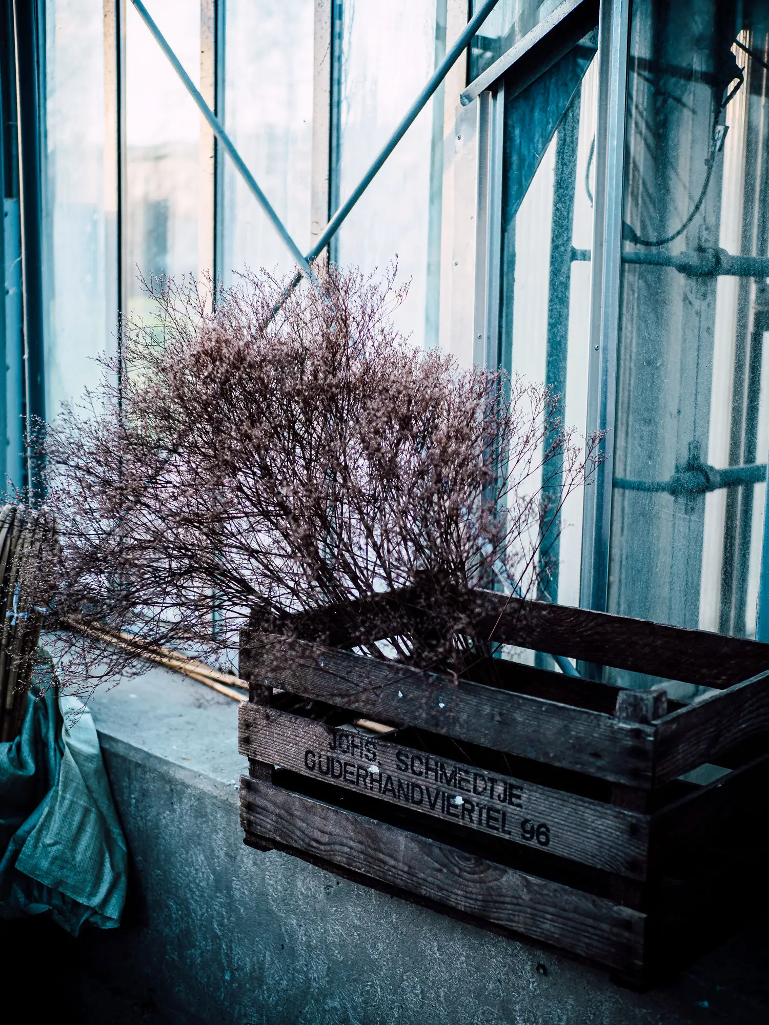 Stephanie Morfis Still Life & Flowers