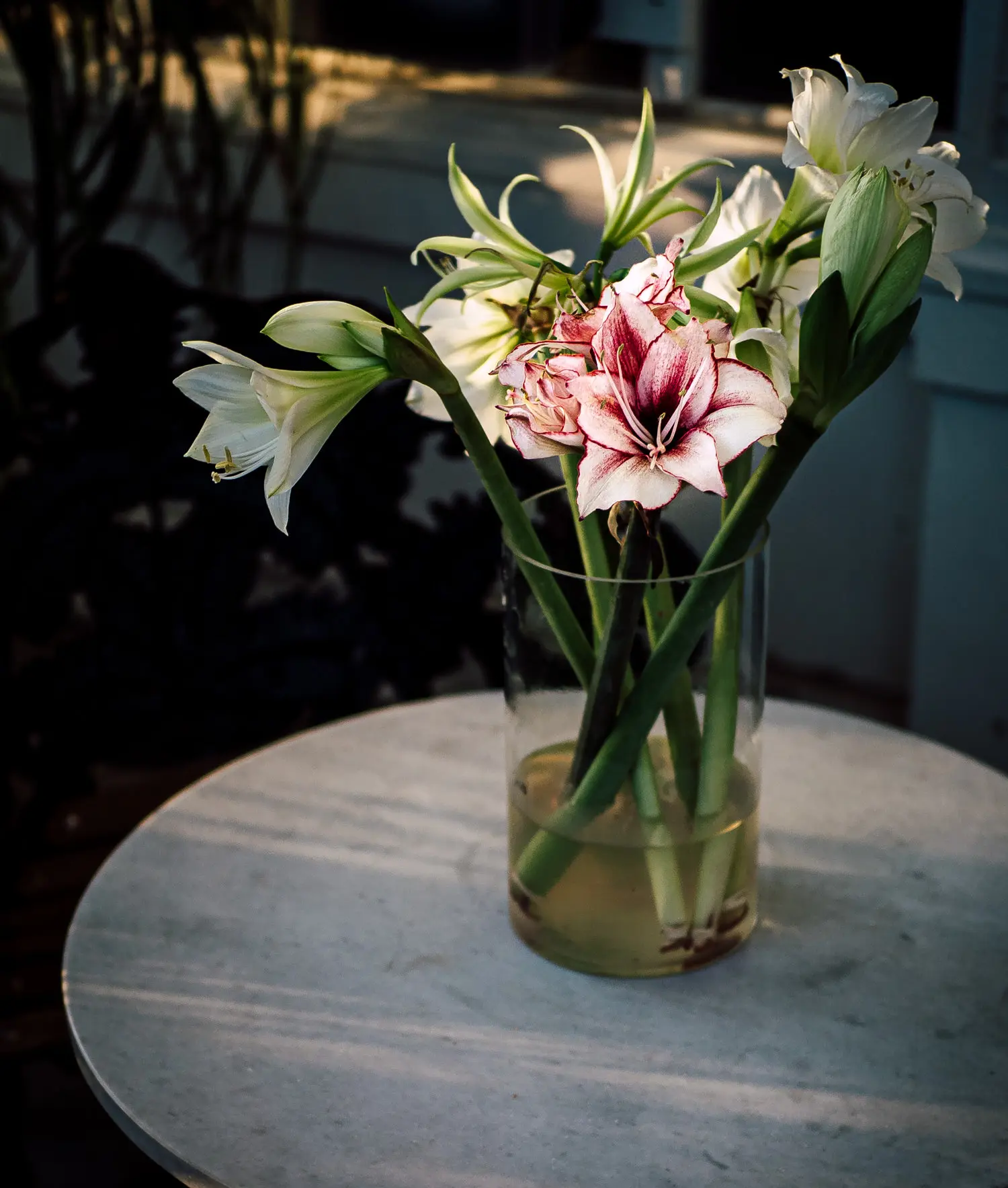 Stephanie Morfis Food Fotografie